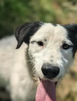 Miley sucht ihre Menschen - Linden (Hessen)