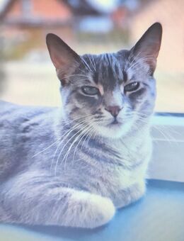 Perser/Mix Katze Weiblich - Salzgitter