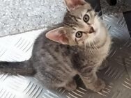 Babykitten suchen ein liebevolles Zuhause ♥️ - Frankfurt (Main)