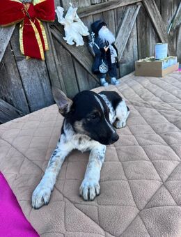 Unser Tino darf in sein neues Körbchen umziehen - Leipzig Mitte