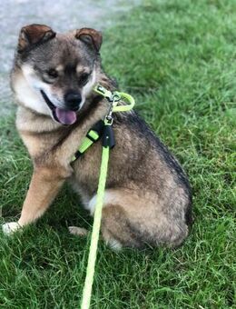 BUDDY, m., kastr., Mischling, 35 cm - Sipplingen