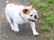 Englische Bulldogge - Herzberg (Harz)