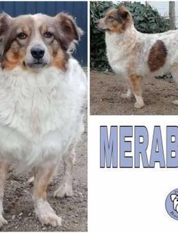 MERABA -Harn- und Stuhlinkontinent- - Duisburg