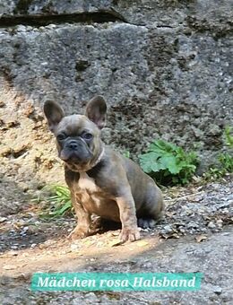Französische Bulldoggen Welpen suchen ihr Für immer-Zuhause - Bad Brückenau