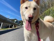 Traumhund Booyong sucht sein Zuhause!♥ - Ebstorf (Klosterflecken)
