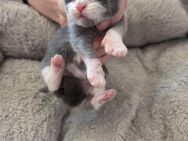 Maine Coon Maikätzchen - Wittenberg (Lutherstadt)