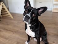 Verspielter Labrador-Collie-Franz. Bulldogge Mix - Ganderkesee