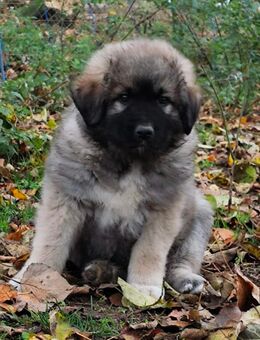 6 putzige Kaukasische Schäferhund Welpen - Zehdenick Zentrum