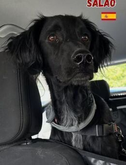 Salao - sozial und lebhaft - Heppenheim (Bergstraße)