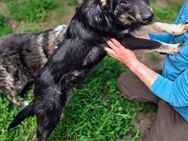 Süsser Welpe COOPER sucht Zuhause - Düsseldorf
