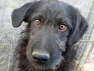 💛 Liebevoller Kane sucht dich 💛 - Eislingen (Fils)