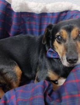 Timón - Angsthase mit Löwenherz - Bad Camberg