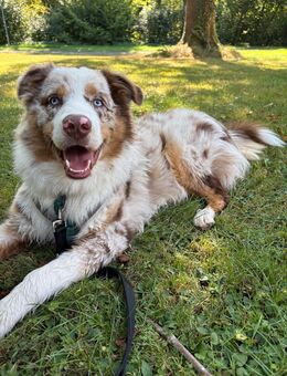 9 Monate alter Australian Shepherd Rüde sucht neues Zuhause - Northeim Zentrum