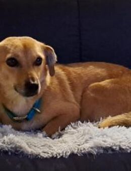 Luna, kleine, feine Hundelady wartet in - Köln