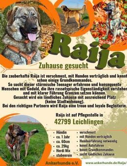 Die liebe 💕Raija 💕sucht ihre Menschen - Freilassing