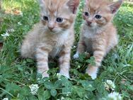 Kitten kleine Katzen Babykatze - Königsee-Rottenbach