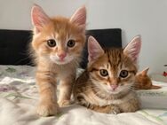 2 liebevolle Kurilian Bobtail Kitten suchen ein ebenso liebevolles Zuhause - Baden-Baden