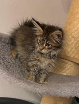 Maine Coon XXL Kitten - Essen