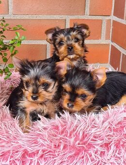 Reinrassige Yorkshire-Terrier mit Ahnentafel - Garrel