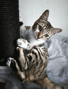Katzenname Luna - Merseburg