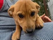 💙Welpe Lupin sucht Anschluss💙NOTFALL - Eislingen (Fils)