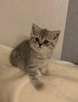 4 wunderschöne Bkh Kitten süßen Babys - Werlte