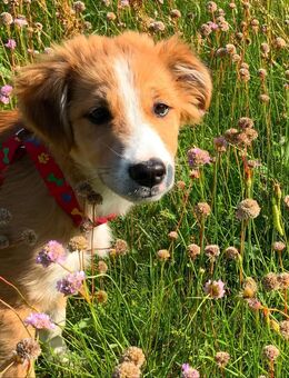 Welpe Hugo sucht seine Familie (Goldenretriver-Mix) - Greifswald