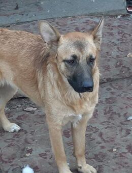 Sima - Mönchengladbach