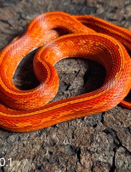 Blood Tessera Pied, Blood Motley, Blood Pied - Schwelm