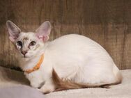 Hübsche Balinesen Kitten suchen neues Zuhause - Neuburg (Donau) Zentrum