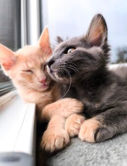 Sphinx Katzen Kitten - Fürstenau