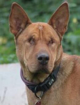 Solo - liebe, nette, blinde Hündin - Lohmar