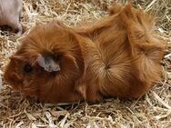 Meerschweinchen einzener Kastrat und Nackedei-Herde zu verkaufen - Bad Sooden-Allendorf