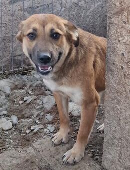 Cara - freundlich und benötigt zeit - Westerholt