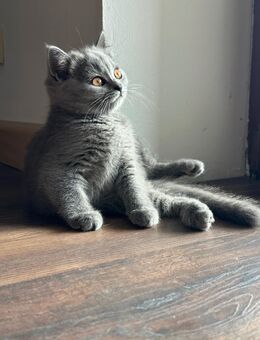 Britisch Kurzhaar Kitten Britisch Langhaar Kitten - Baar-Ebenhausen