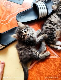 Niedliche Baby Kitten suchen neues Zuhause - Oberstaufen