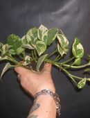 epipremium jades and pearls in 45968