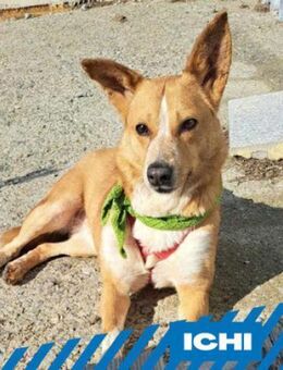 Ichi - schüchtern, lieb und herzensgut - Berlin