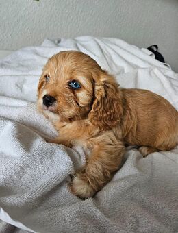 Cavalier King Charles/Toypudel Welpen Cavapoo Mini Pudel Doodle - Erfurt