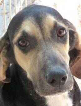 Ted 2 -aktiv, liebt Menschen- - Oldenburg