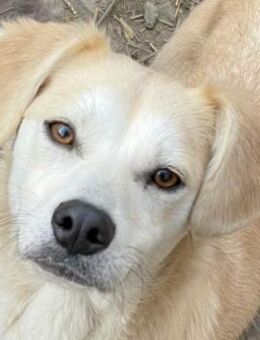 COSIMA - Scheue Schönheit sucht das Glüc - Konstanz