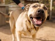 fröhliche KALY sucht ihr Happy-End - Kallmünz