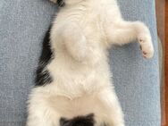 Kleines Katerchen - Itzehoe