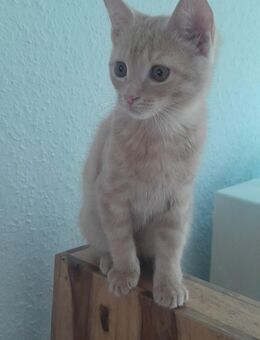 Katzenbabys - Dortmund
