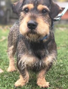 Charlie° - Wolfhagen