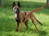 Volt ein junger Malinois - Lübeck