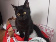 Katze 5 Monate entwurmt und geimpft - Berlin Steglitz-Zehlendorf