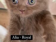 Kitten Royal BKH Cinnamon Schokolade Braune Farbe - Düsseldorf