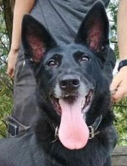 BLACKIE war verlassen und abgemagert - Gefrees