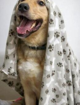 Romeo wünscht sich auch ein Zuhause - Dittelbrunn